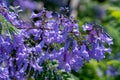Purple jacaranda tree blooming in Sping sunny day Royalty Free Stock Photo