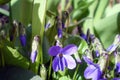 purple flowers and buds of forest violets with green leaves in spring