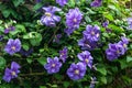 Beautiful purple flowers of clematis over old garden wall Royalty Free Stock Photo