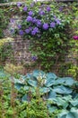 Beautiful purple flowers of clematis over old garden wall Royalty Free Stock Photo