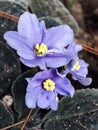 beautiful purple flowers fascinate with freshness