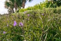 Beautiful purple flowers and floral beds in Florida