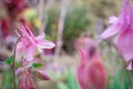 Beautiful purple flowers in garden