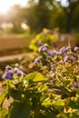 Beautiful purple flowers in garden flower bed in sunset rays backlight with tender spiderweb. Golden hour landscape. Flowering