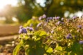 Beautiful purple flowers in garden flower bed in sunset rays backlight with tender spiderweb. Golden hour landscape. Flowering