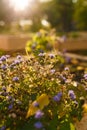 Beautiful purple flowers in garden flower bed in sunset rays backlight with tender spiderweb. Golden hour landscape. Flowering