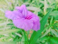 Beautiful purple flowers in the gardenflower natural green outdoor Royalty Free Stock Photo