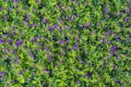 Beautiful purple flowers and green leaves in a tropical garden, closeup . Island Bali, Indonesia Royalty Free Stock Photo