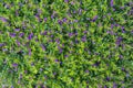 Beautiful purple flowers and green leaves in a tropical garden, closeup . Island Bali, Indonesia Royalty Free Stock Photo