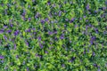 Beautiful purple flowers and green leaves in a tropical garden, closeup . Island Bali, Indonesia Royalty Free Stock Photo
