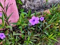 beautiful purple flowers, growing in the front yard of the house. Royalty Free Stock Photo