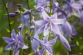 Beautiful purple flowers of hosta plantain lilies or giboshi Royalty Free Stock Photo