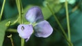 Beautiful purple flowers