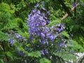 Beautiful purple flowers Jacaranda mimosifolia close-up. Royalty Free Stock Photo