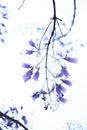 Beautiful purple flowers of the jacaranda mimosifolia tree, in spring Royalty Free Stock Photo