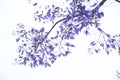 Beautiful purple flowers of the jacaranda mimosifolia tree, in spring Royalty Free Stock Photo