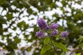 Beautiful purple flowers on Lilac tree on Rodwell trail near Weymouth, Dorset, UK Royalty Free Stock Photo