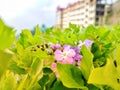 Beautiful purple flowers. natural beauty Royalty Free Stock Photo