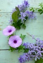 Beautiful purple flowers Royalty Free Stock Photo