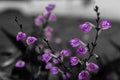Beautiful purple flowers, one color background.