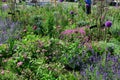 Beautiful purple flowers and other cheerful colors at the Zuiderweg Schagen roundabout