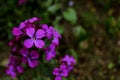 Purple flowers, leaf green, nature, spring, nature.