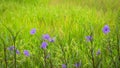 Beautiful purple flowers Ruellia siamensis J.B. Imlay or Hygrophila erecta Burm.f. Hochr, Ruellia Tuberosa Linn, Waterkanon,