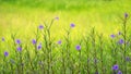 Beautiful purple flowers Ruellia siamensis J.B. Imlay or Hygrophila erecta Burm.f. Hochr, Ruellia Tuberosa Linn, Waterkanon,