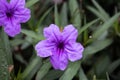 Beautiful purple flowers Ruellia siamensis J.B. Imlay or Hygrophila erecta Burm.f. Hochr, Ruellia Tuberosa Linn or Waterkanon, Royalty Free Stock Photo