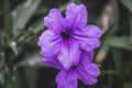 Beautiful purple flowers Ruellia siamensis J.B. Imlay or Hygrophila erecta Burm.f. Hochr, Ruellia Tuberosa Linn or Waterkanon, Royalty Free Stock Photo