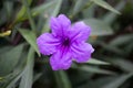 Beautiful purple flowers Ruellia siamensis J.B. Imlay or Hygrophila erecta Burm.f. Hochr, Ruellia Tuberosa Linn or Waterkanon,