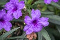 Beautiful purple flowers Ruellia siamensis J.B. Imlay or Hygrophila erecta Burm.f. Hochr, Ruellia Tuberosa Linn or Waterkanon,