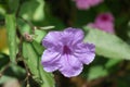 Beautiful purple flowers of ruellia tuberosa on the streets of Buenos Aires