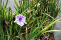 Beautiful purple flowers Royalty Free Stock Photo