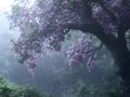 Beautiful purple flowers on a tree in the misty rain Royalty Free Stock Photo