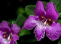 Beautiful Purple Flowers of Urban Desert Shrub