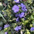 Beautiful purple flowers of vinca on background of green leaves Royalty Free Stock Photo