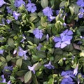 Beautiful purple flowers of vinca on background of green leaves Royalty Free Stock Photo