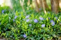 Beautiful purple flowers of vinca on background of green leaves Royalty Free Stock Photo