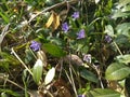 Beautiful purple flowers of vinca on background of green leaves. Vinca minor small periwinkle, small periwinkle Royalty Free Stock Photo