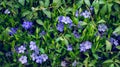 Beautiful purple flowers of vinca on background of green leaves. Vinca minor small periwinkle, small periwinkle, ordinary Royalty Free Stock Photo