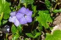 Beautiful purple flowers of vinca on background of green leaves. Vinca minor, small periwinkle, small periwinkle Royalty Free Stock Photo