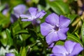 Beautiful purple flowers of vinca on background of green leaves. Vinca minor, small periwinkle, small periwinkle Royalty Free Stock Photo