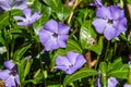 Beautiful purple flowers of vinca on background of green leaves. Vinca minor, small periwinkle, small periwinkle Royalty Free Stock Photo