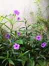 Beautiful purple flowers, waterkanon