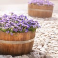 Beautiful purple flowers in wooden barrels decorate israeli streets