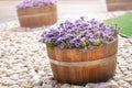 Beautiful purple flowers in wooden barrels decorate israeli streets