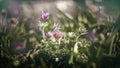 Beautiful purple fluffy flower Oriental Pulsatilla patens pasqueflower in early spring. Sleep-grass, pasque flower