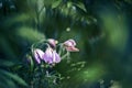 Beautiful purple fluffy flower Oriental Pulsatilla patens pasqueflower in early spring. A small grasshopper sits on a flower. Art