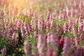 Beautiful of purple forget me not flowers on natural green background